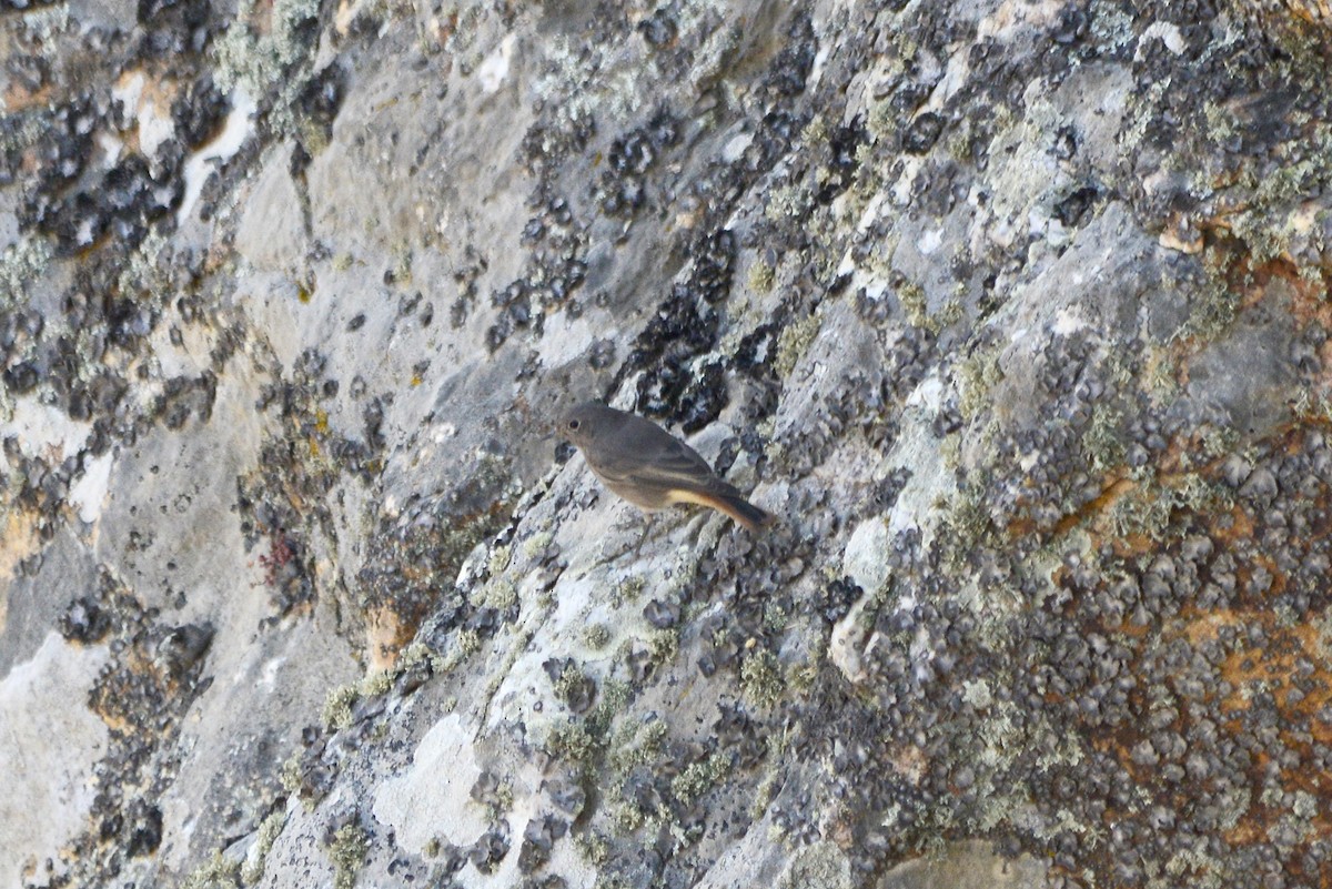 Black Redstart - ML647622750