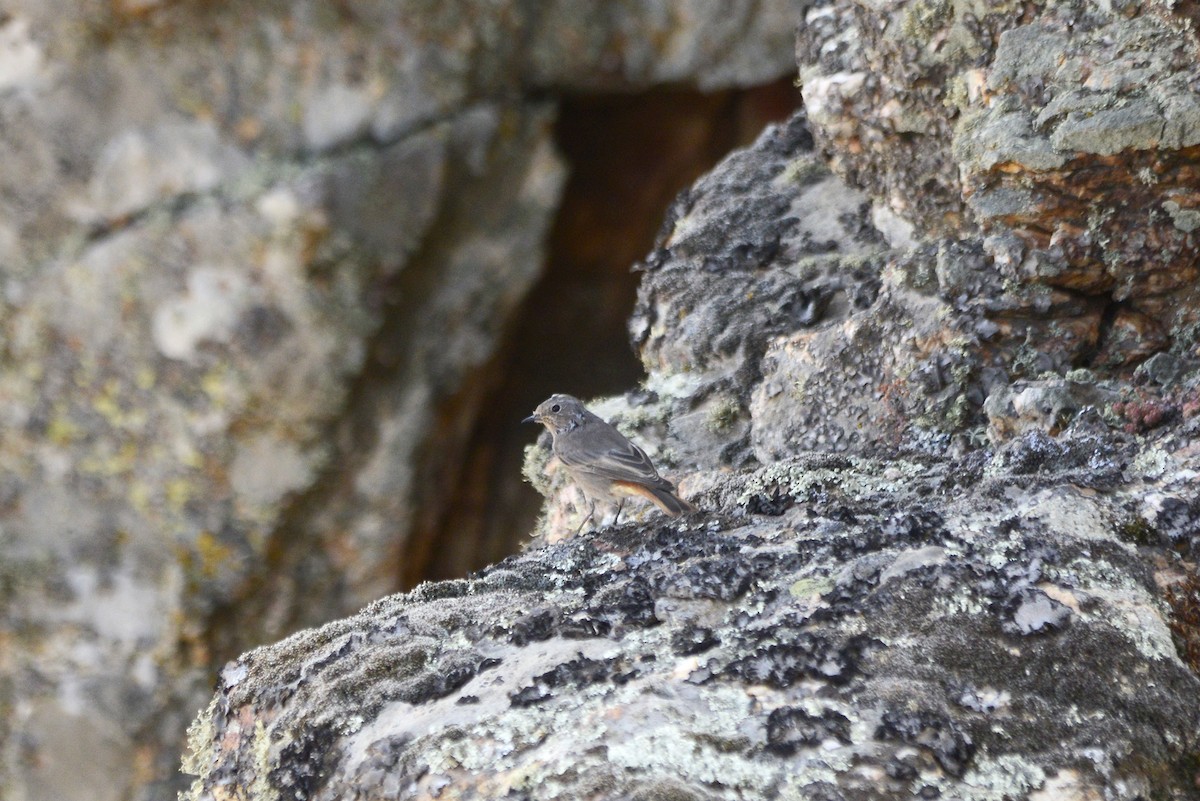 Black Redstart - ML647622751