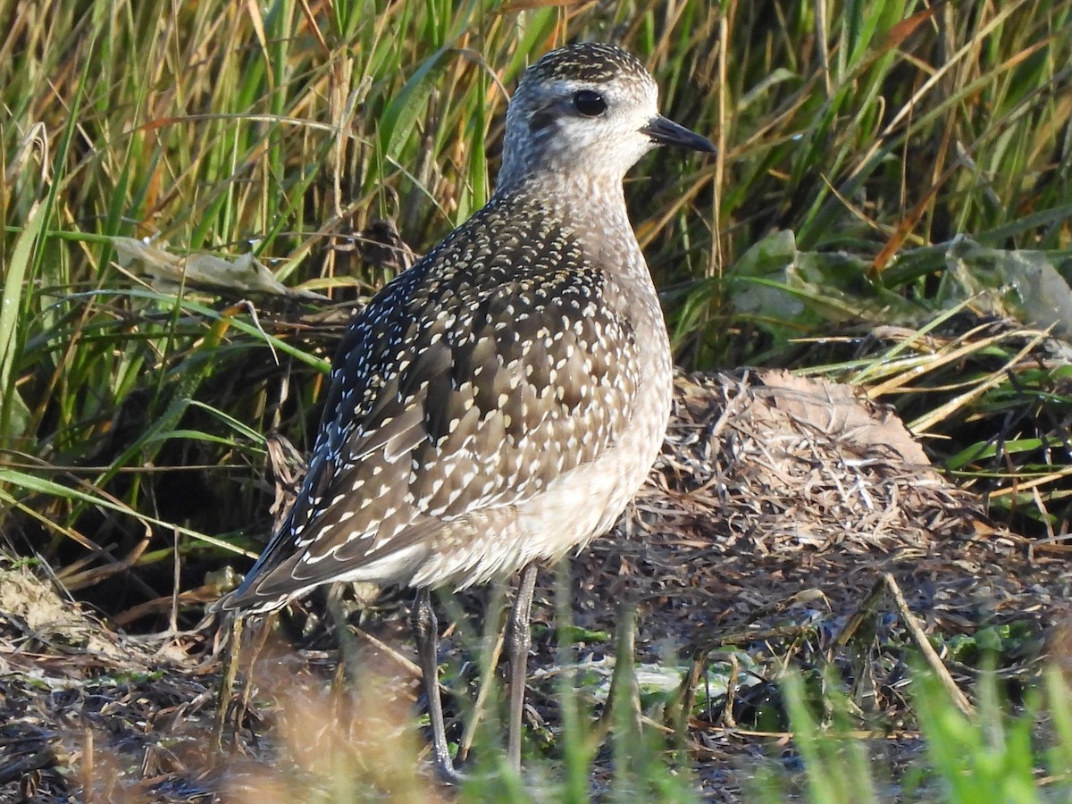 American Golden-Plover - ML647622754