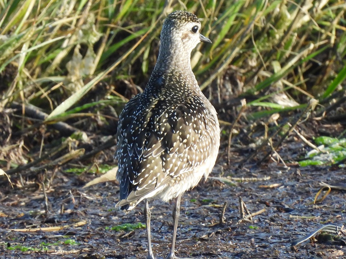 American Golden-Plover - ML647622755