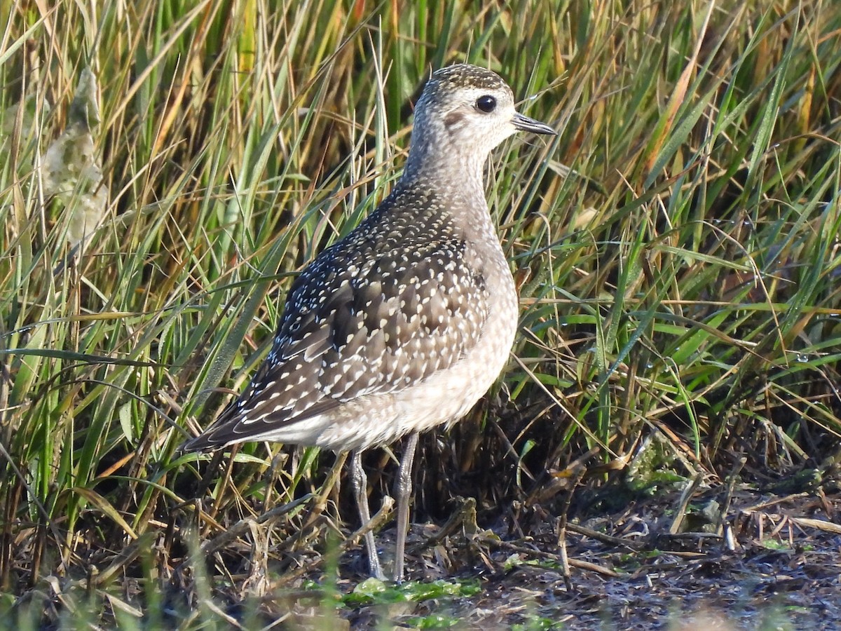 American Golden-Plover - ML647622756