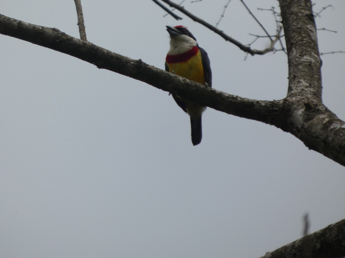 Scarlet-banded Barbet - ML647622757