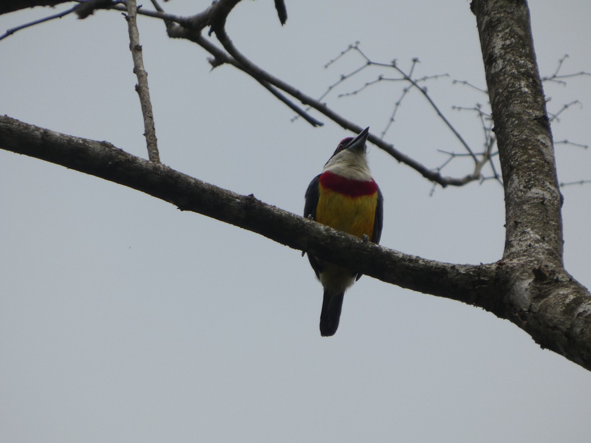 Scarlet-banded Barbet - ML647622758