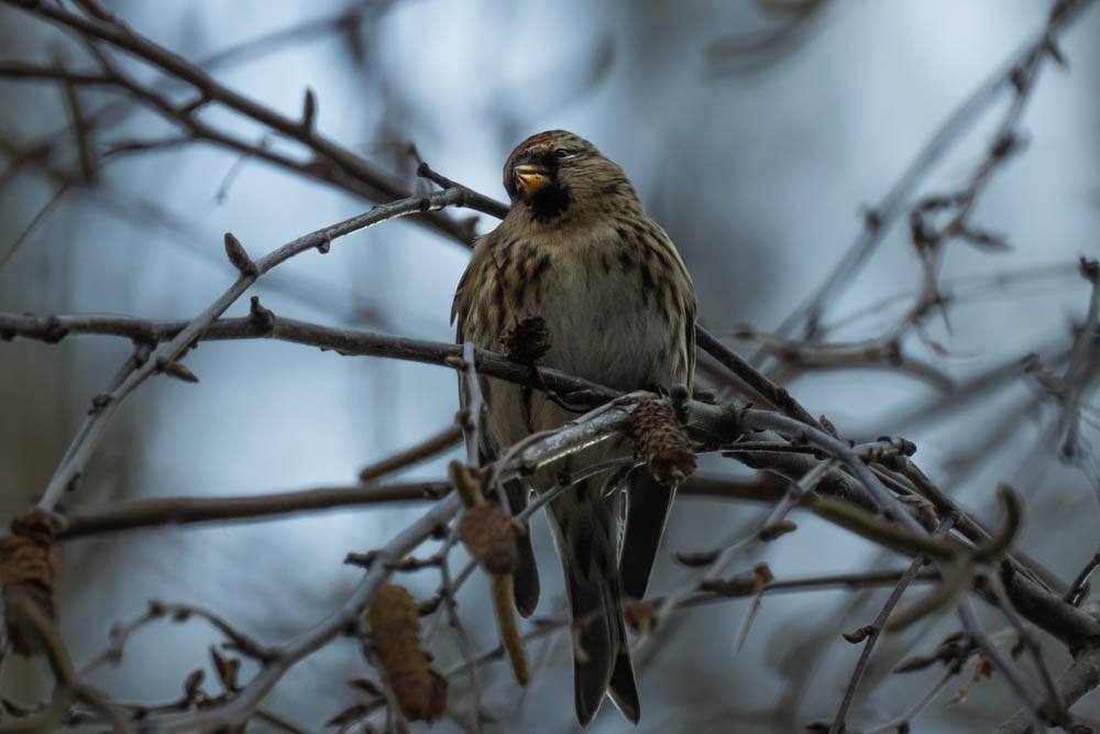 Huş İsketesi (cabaret) - ML647622759