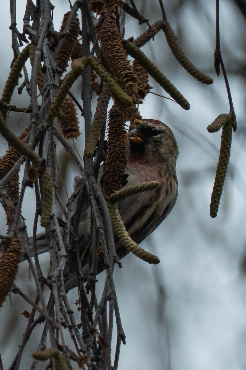 Huş İsketesi (cabaret) - ML647622760