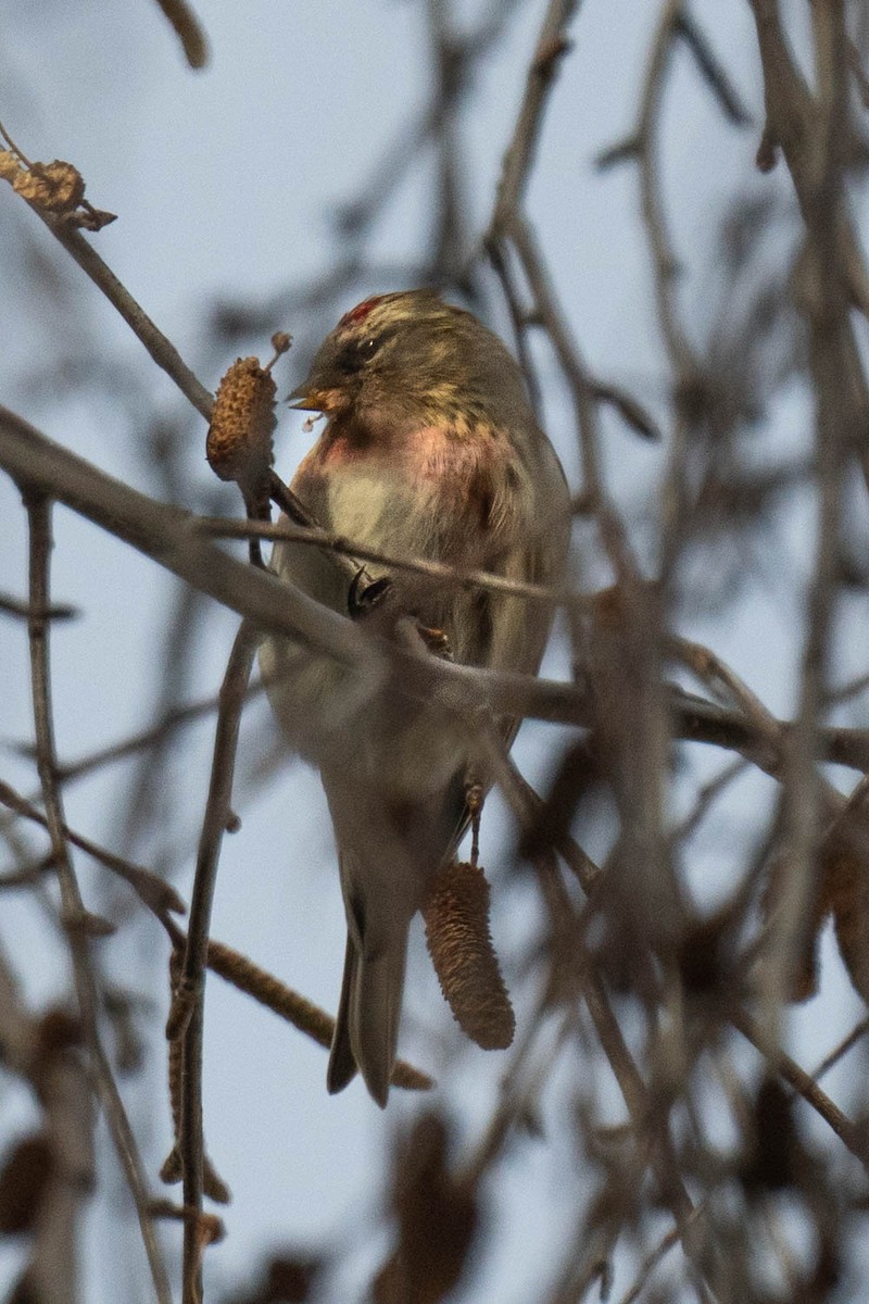 Huş İsketesi (cabaret) - ML647622761