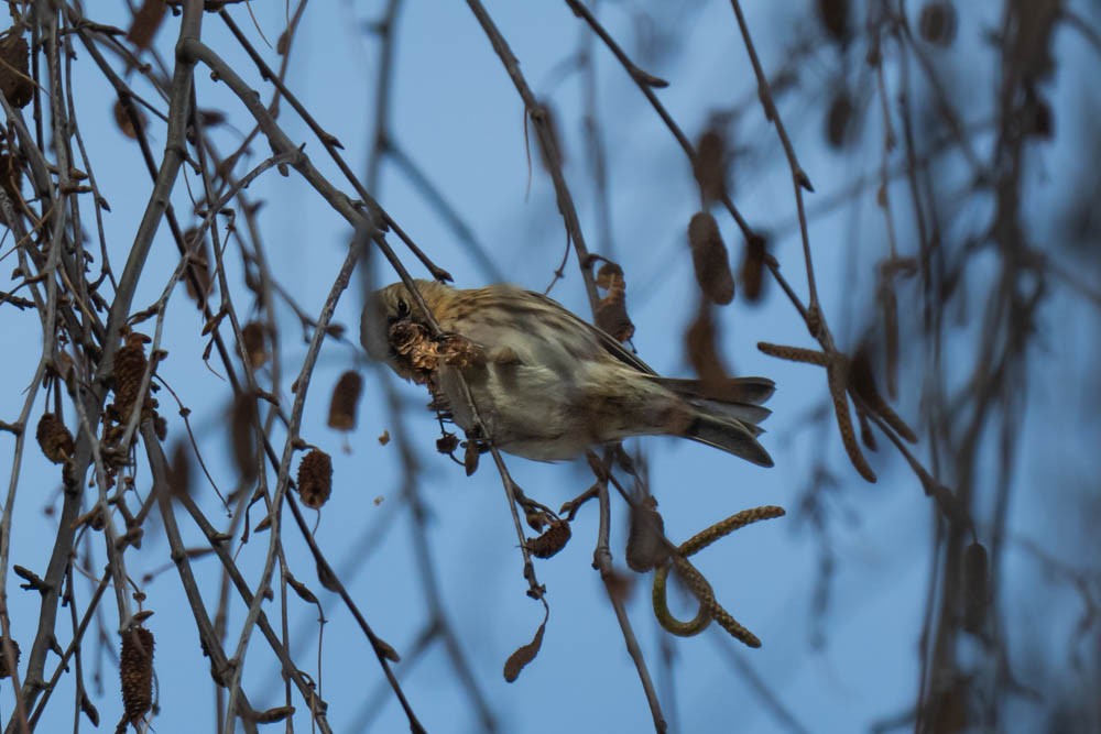 Huş İsketesi (cabaret) - ML647622762