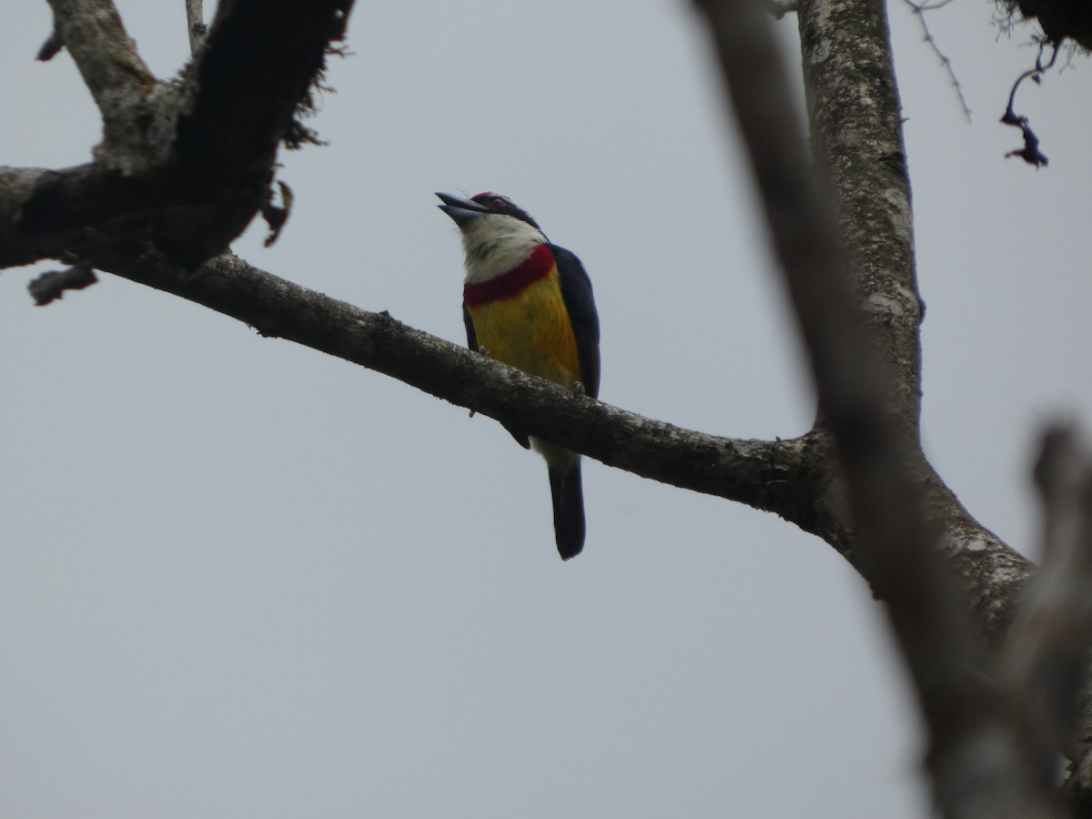 Scarlet-banded Barbet - ML647622763