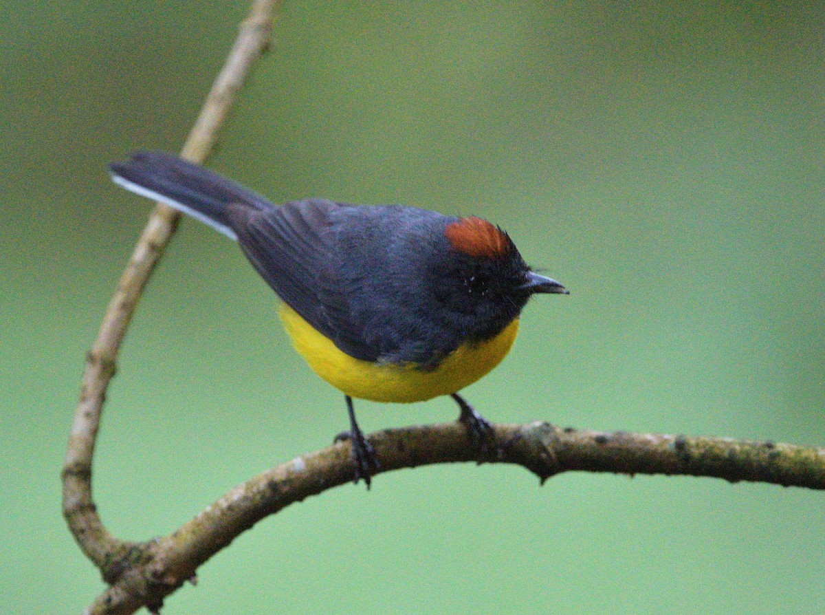 Slate-throated Redstart - ML647622765