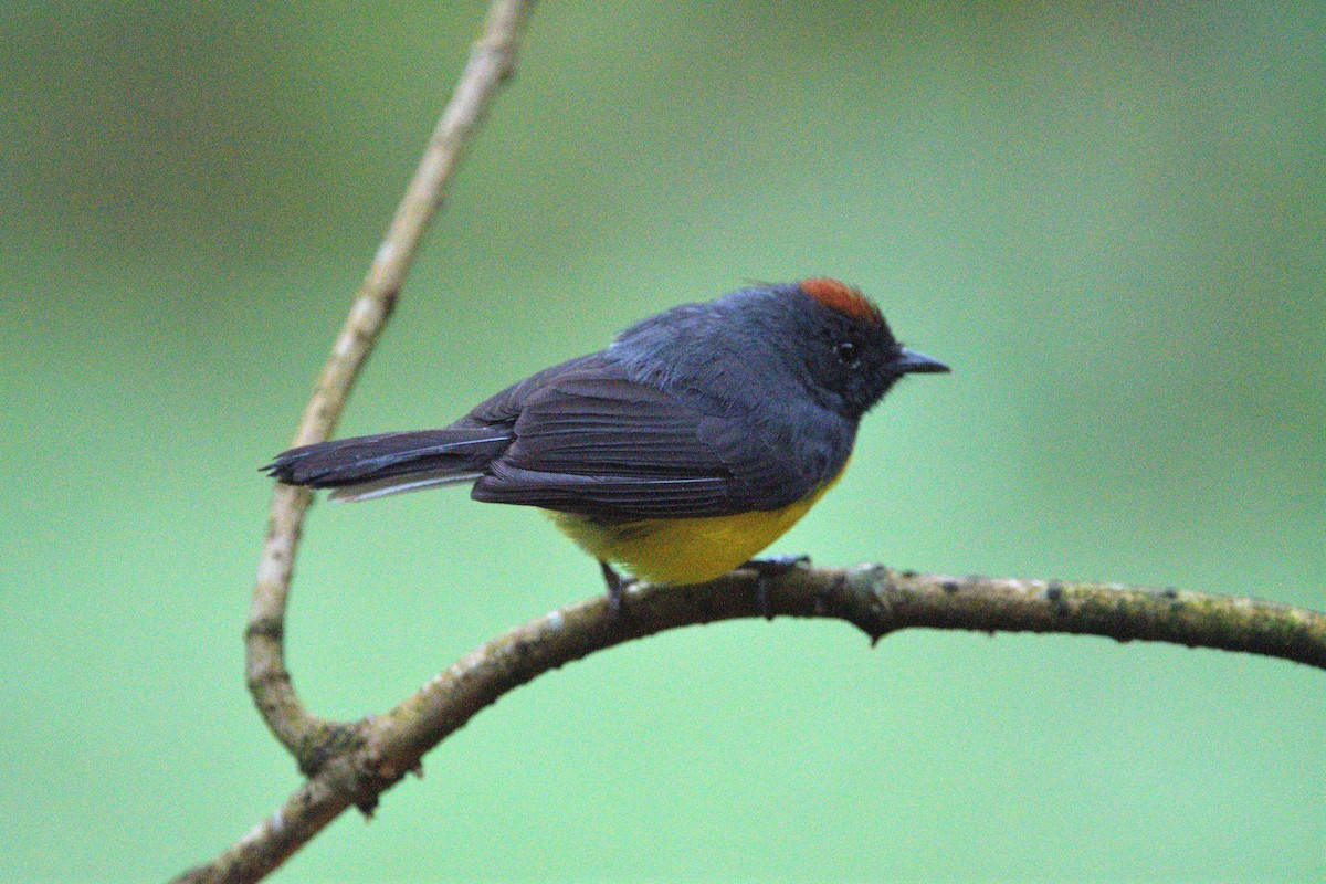 Slate-throated Redstart - ML647622777