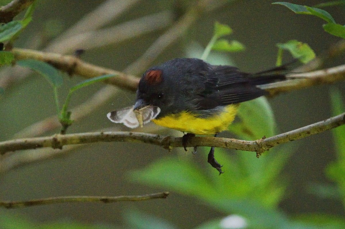 Slate-throated Redstart - ML647622781