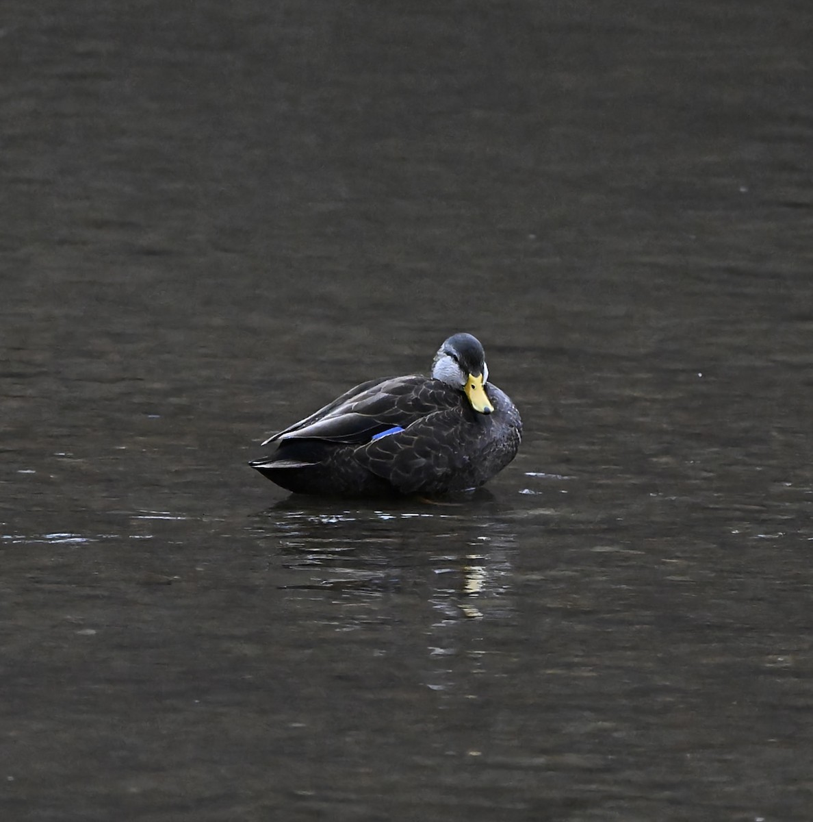 Ahate iluna - ML647622785