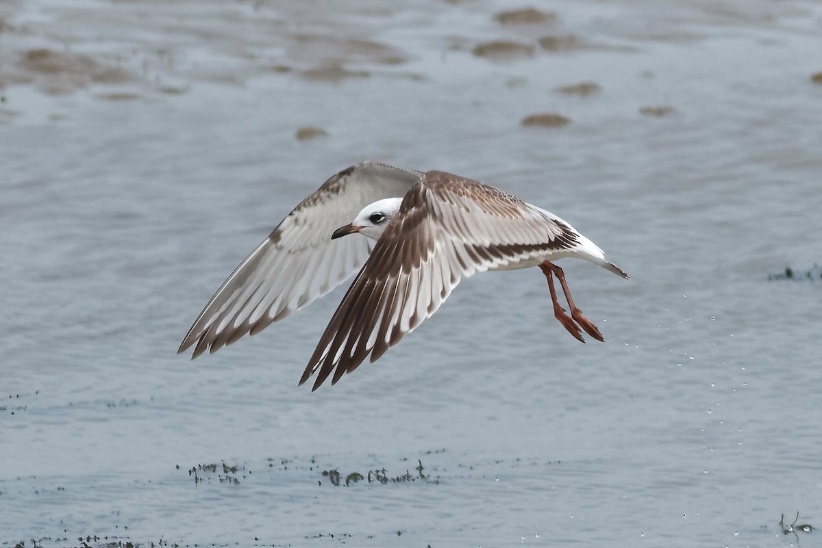 Mediterranean Gull - ML647622791
