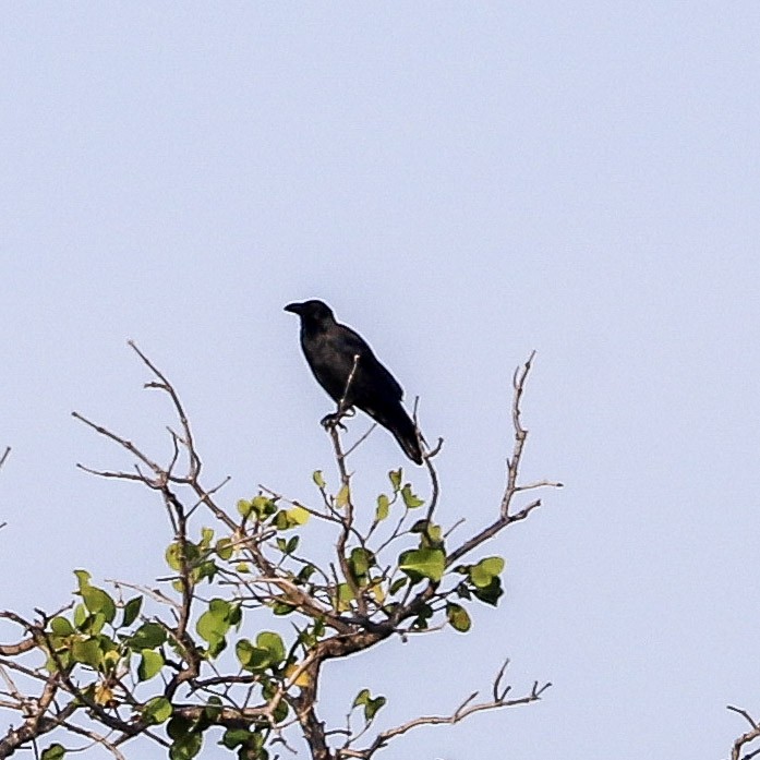 Large-billed Crow - ML647622795