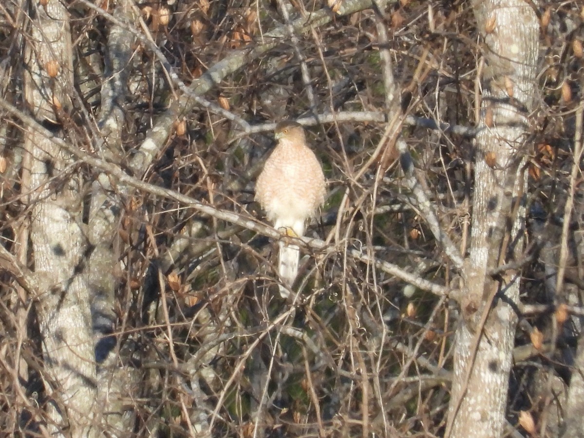 Cooper's Hawk - ML647622797