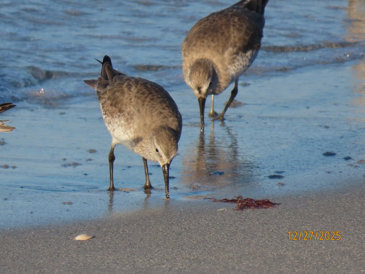 jespák rezavý - ML647622809