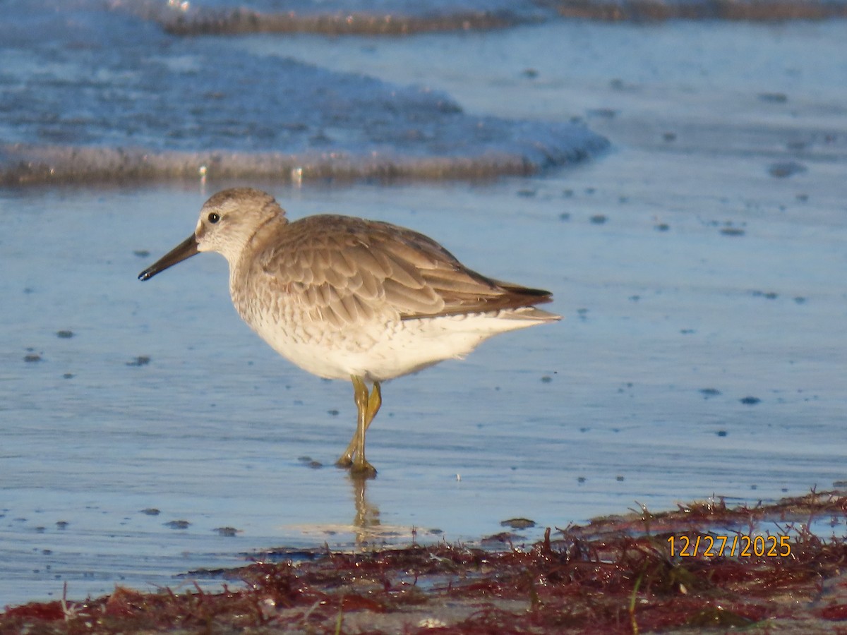 jespák rezavý - ML647622810