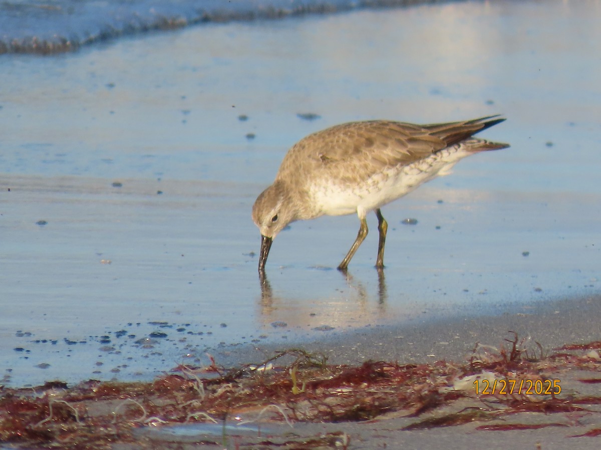 jespák rezavý - ML647622811