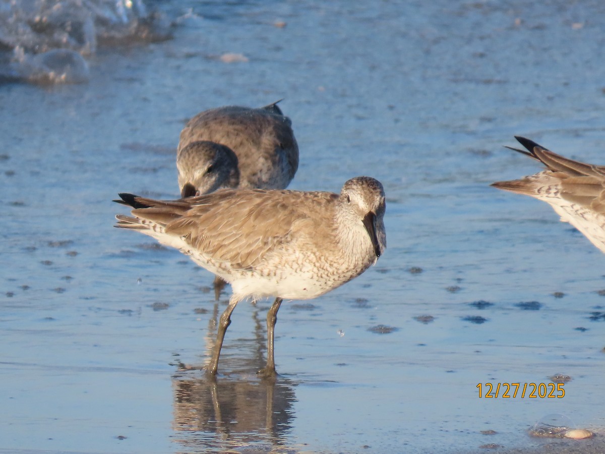 jespák rezavý - ML647622812