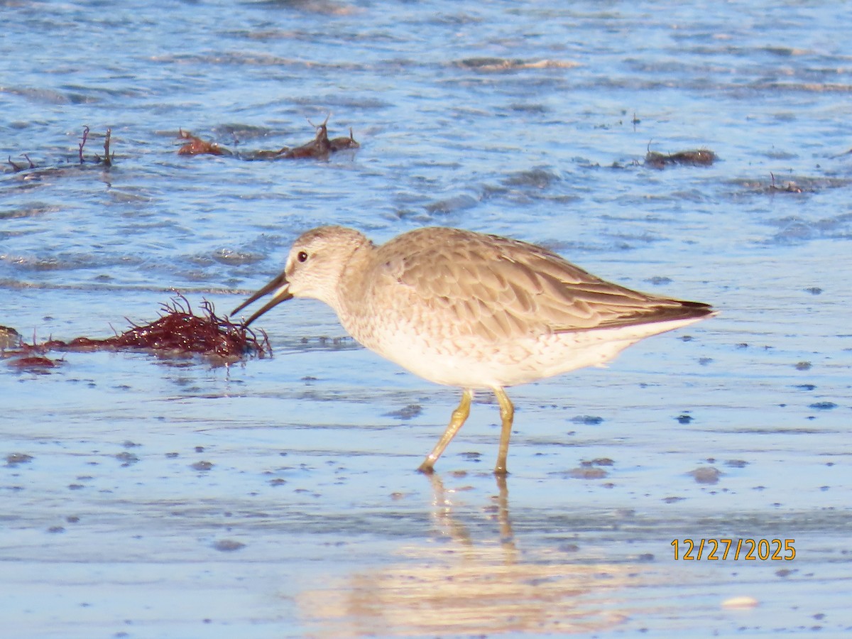 jespák rezavý - ML647622813