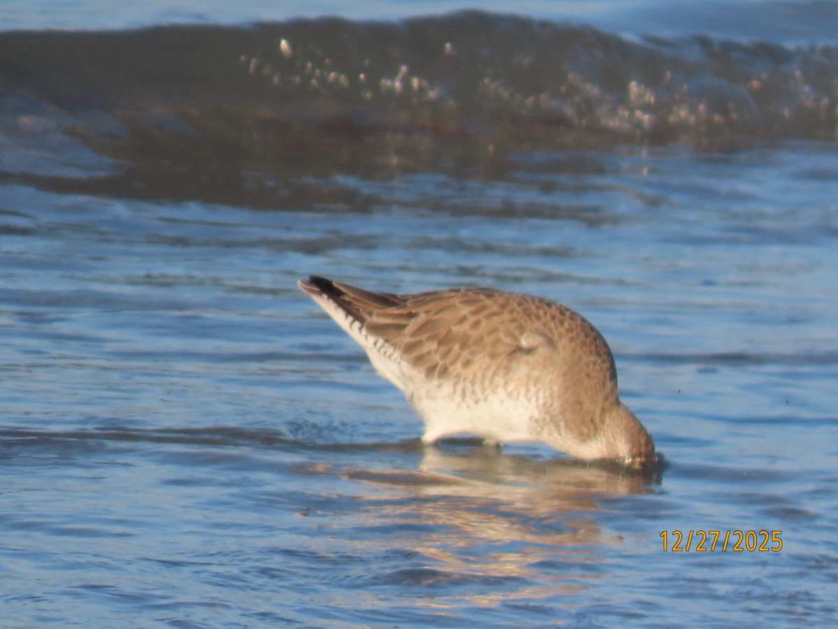 jespák rezavý - ML647622814