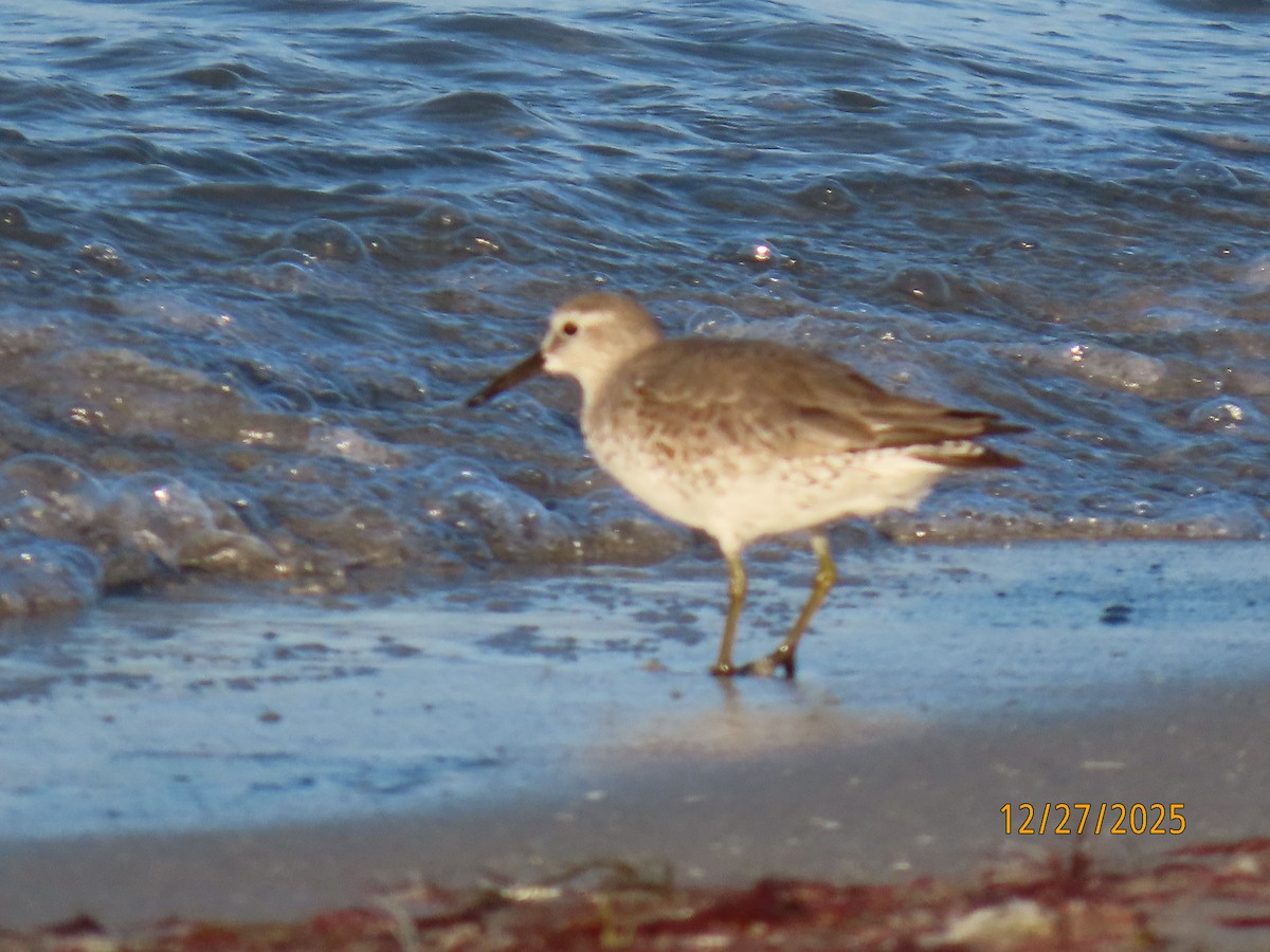 jespák rezavý - ML647622815