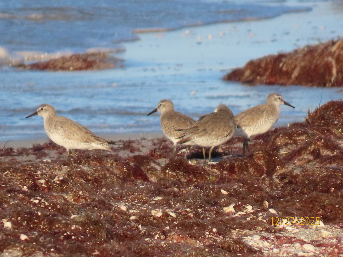 jespák rezavý - ML647622816