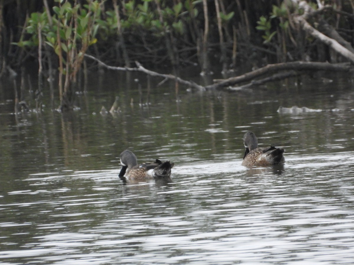 Zertzeta hegalurdina - ML647622837