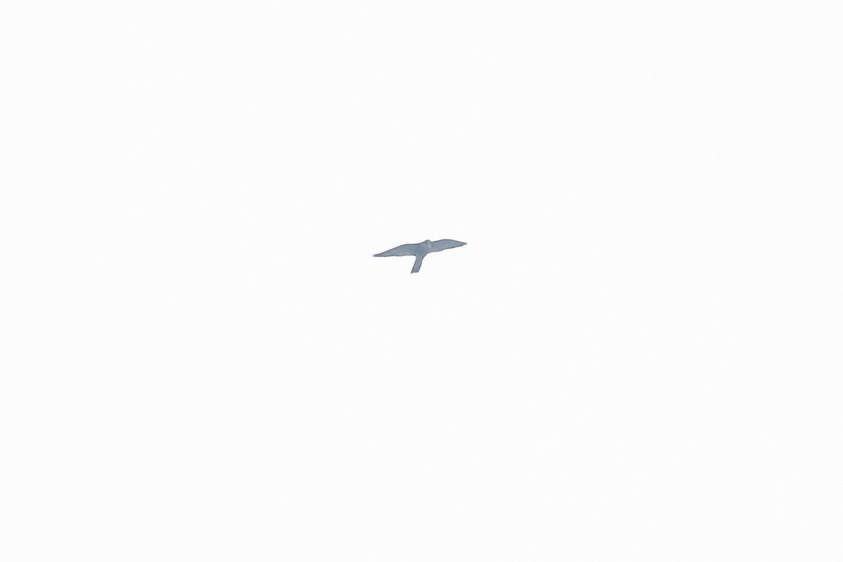 遊隼(peregrinus群) - ML647622838