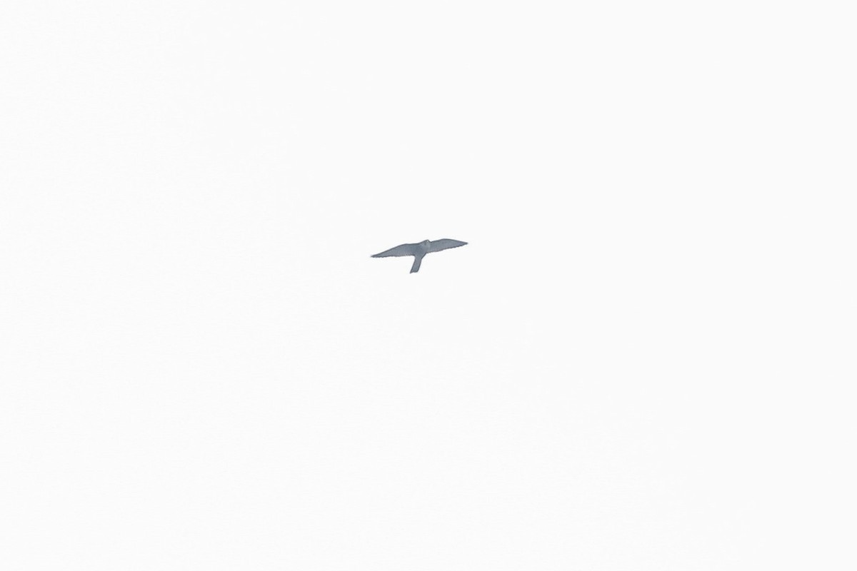 遊隼(peregrinus群) - ML647622840