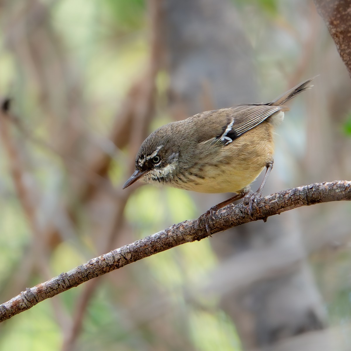 Spotted Scrubwren - ML647622843