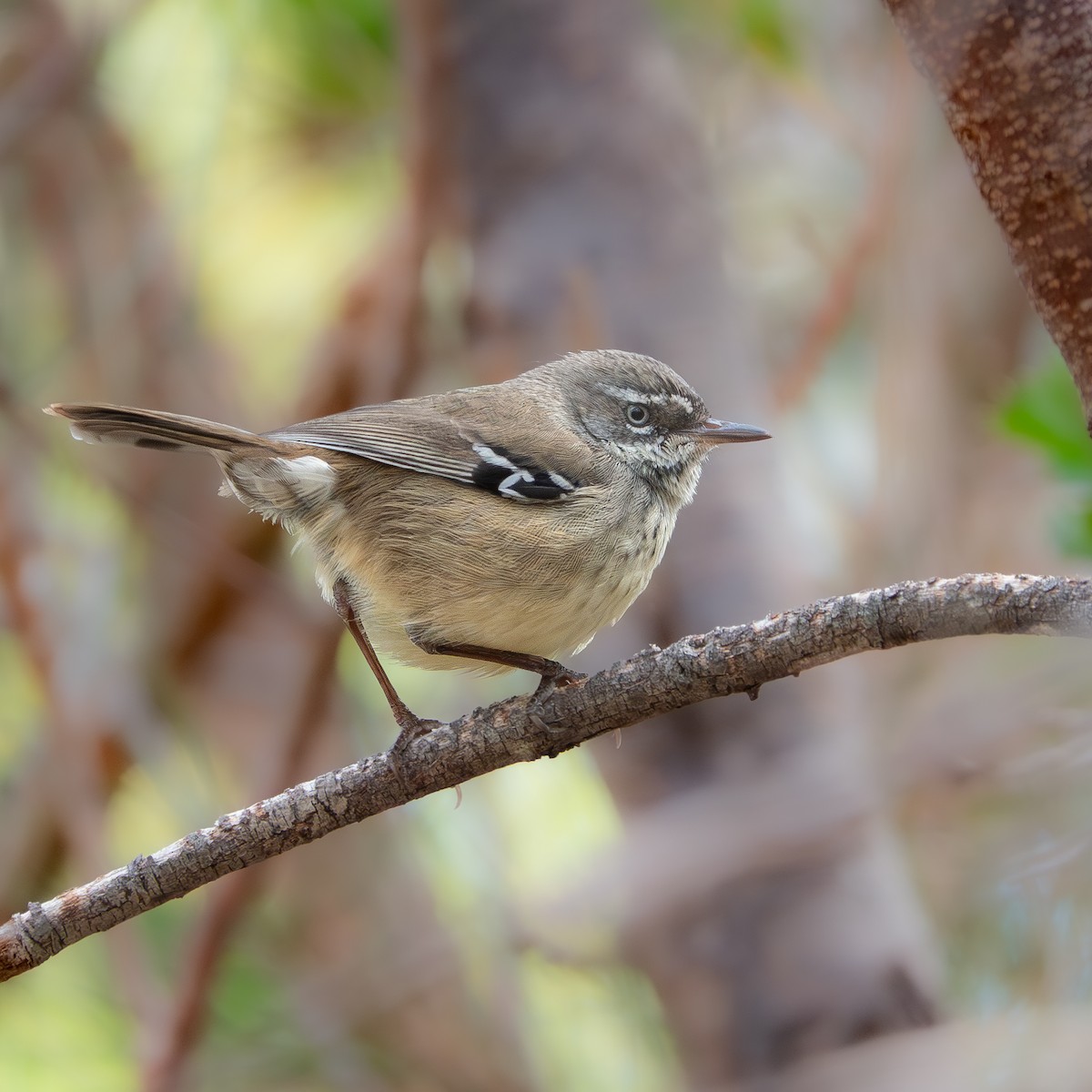 Spotted Scrubwren - ML647622844