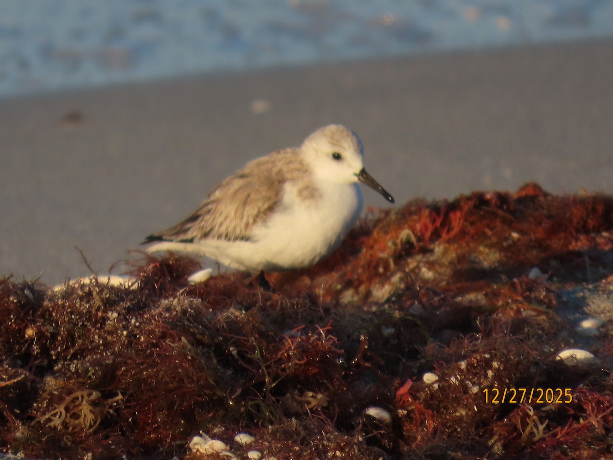 Sanderling - ML647622861