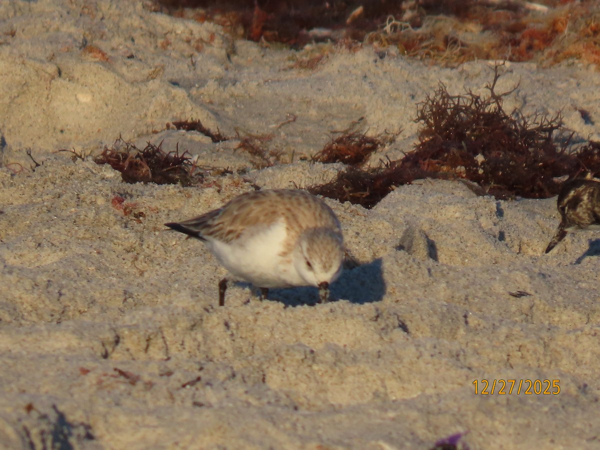 Sanderling - ML647622866