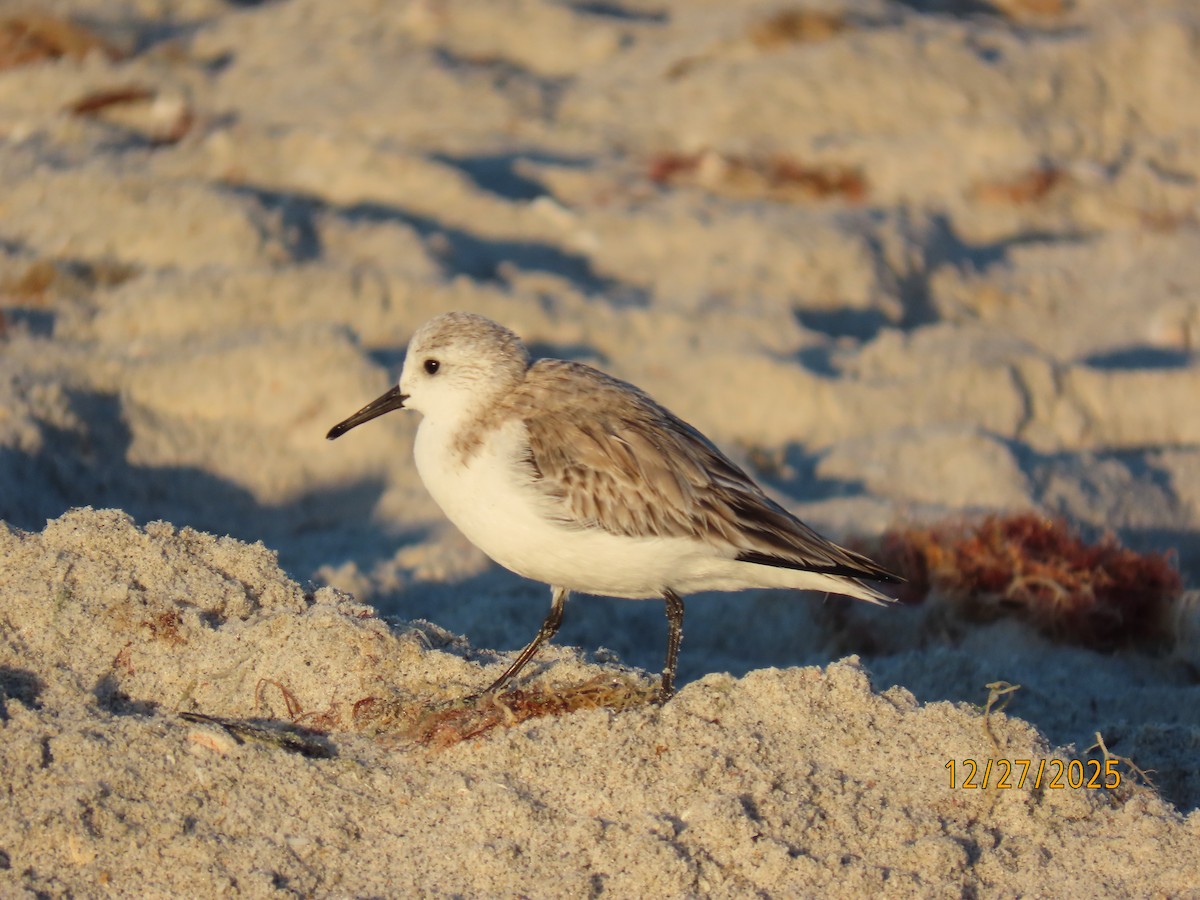 Sanderling - ML647622867