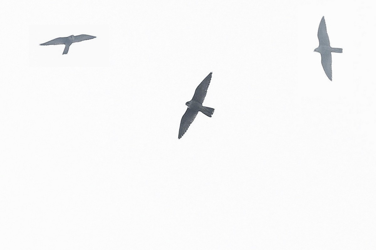 遊隼(peregrinus群) - ML647622870