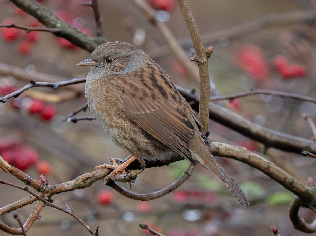 Accenteur mouchet - ML647622896
