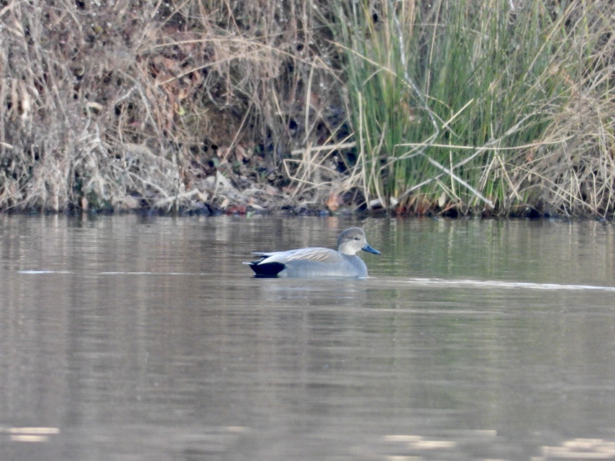 赤膀鴨 - ML647622909