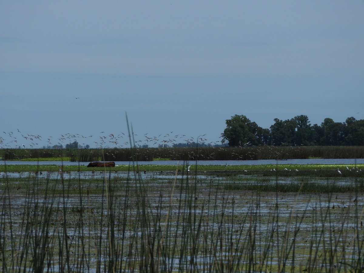 コシジロウズラシギ - ML647622934