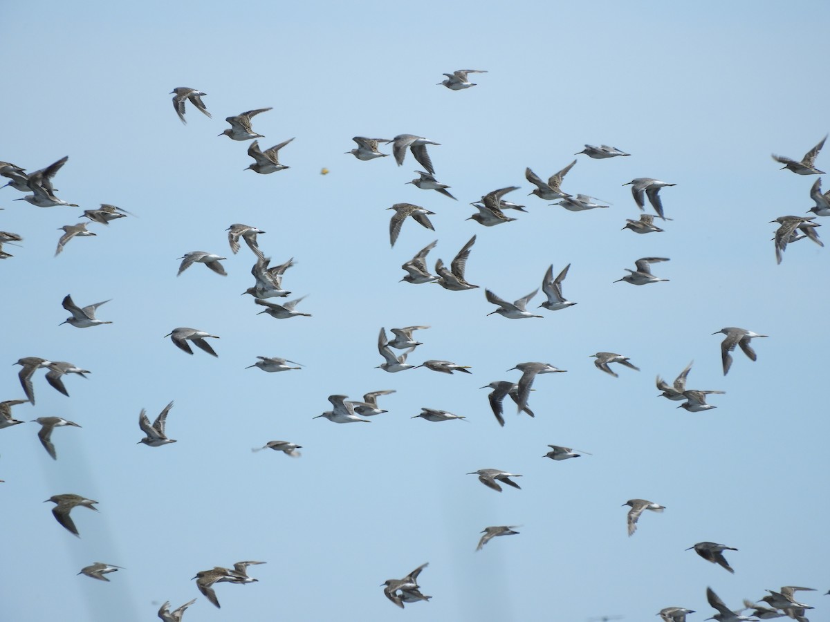 コシジロウズラシギ - ML647622935