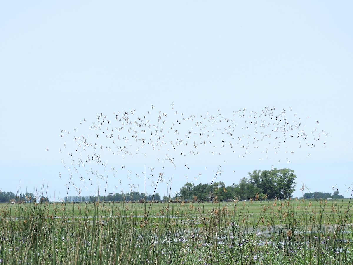 コシジロウズラシギ - ML647622937