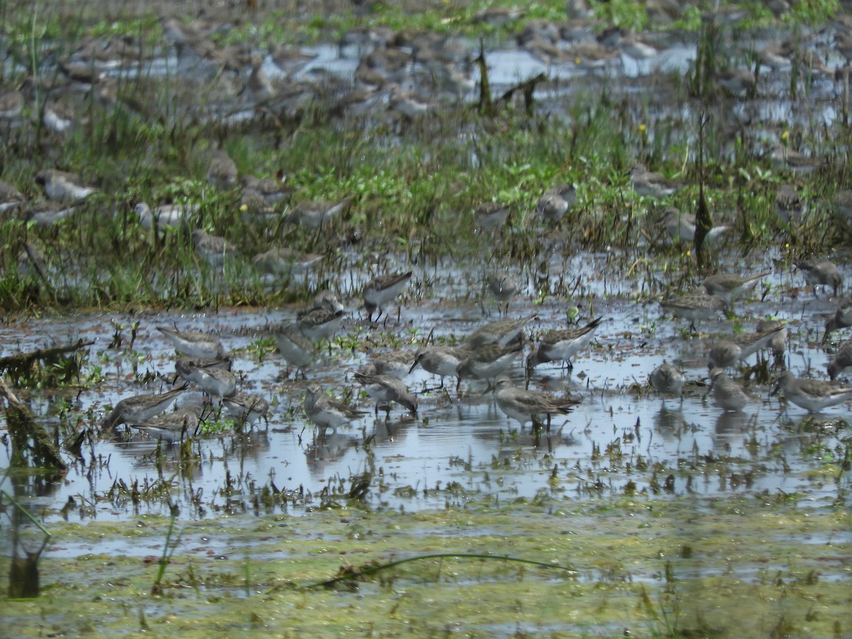 コシジロウズラシギ - ML647622938