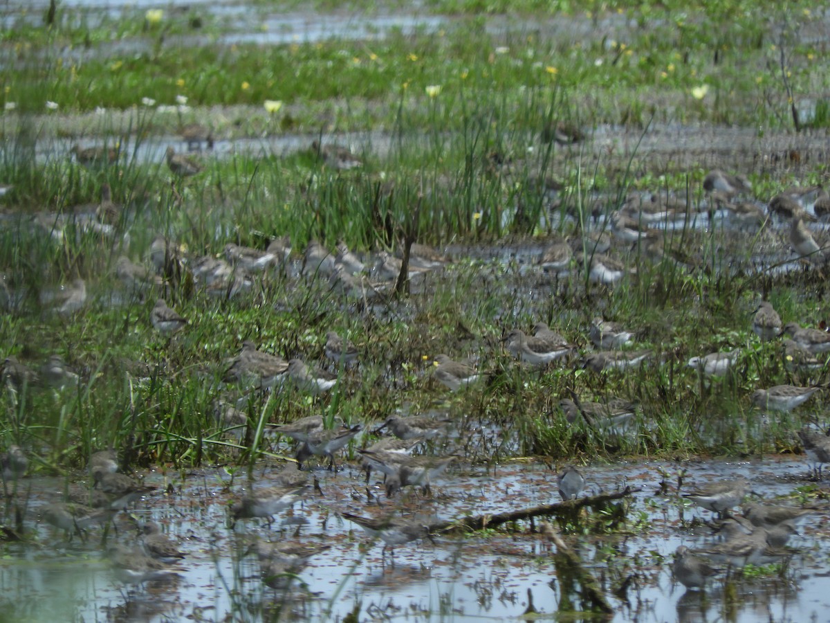 コシジロウズラシギ - ML647622939