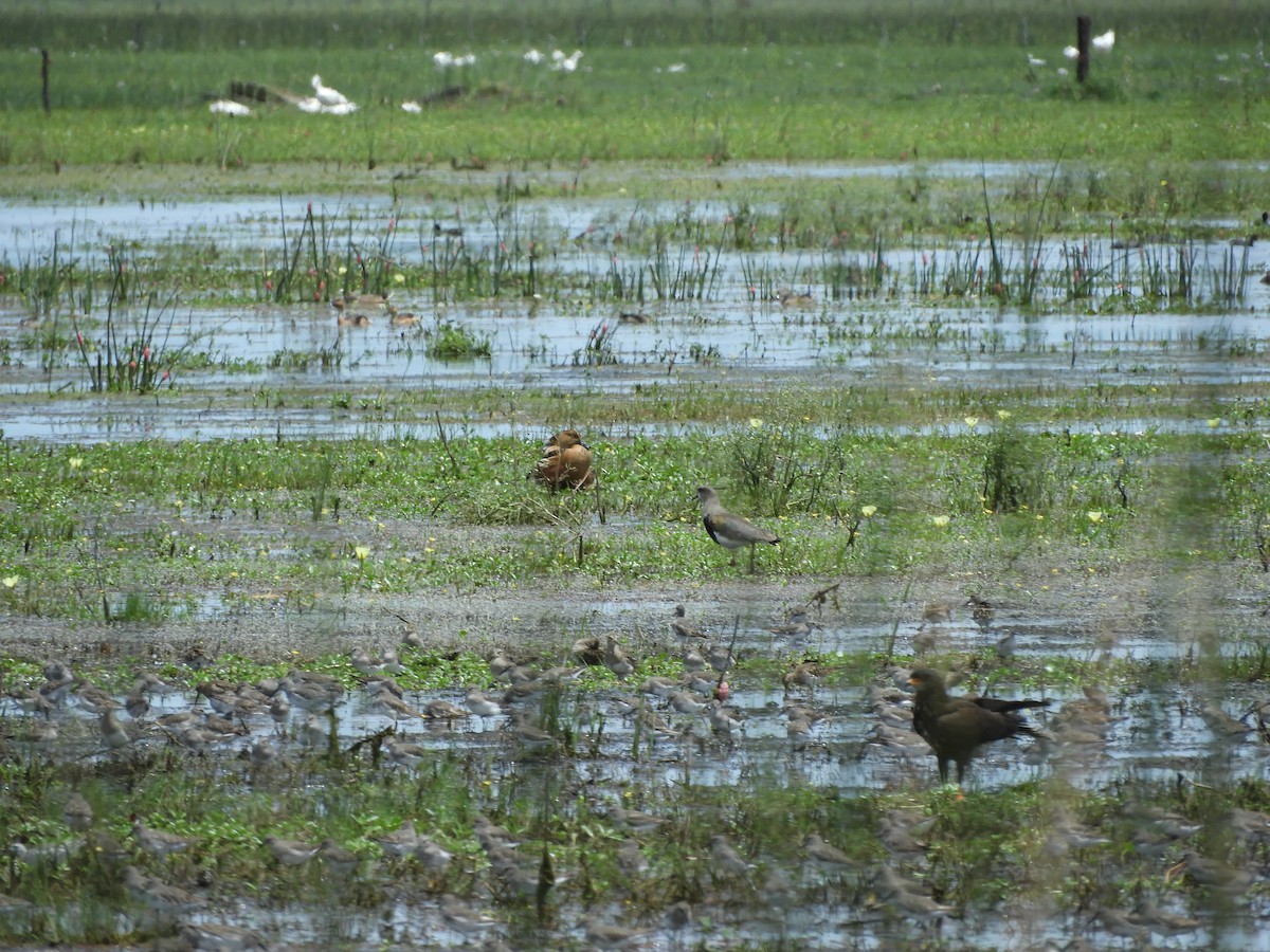 コシジロウズラシギ - ML647622940