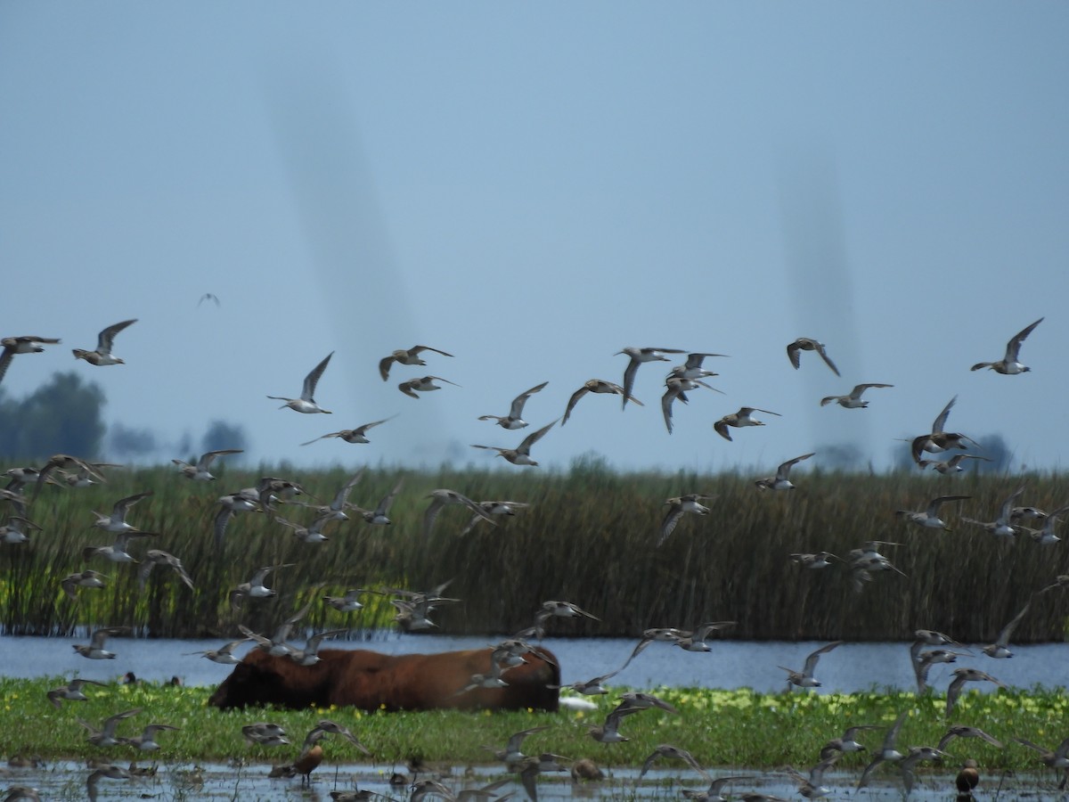 コシジロウズラシギ - ML647622941