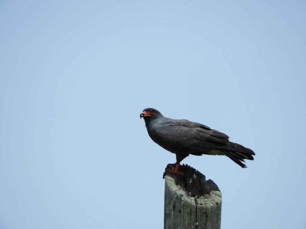 Коршун-слизнеед - ML647623017