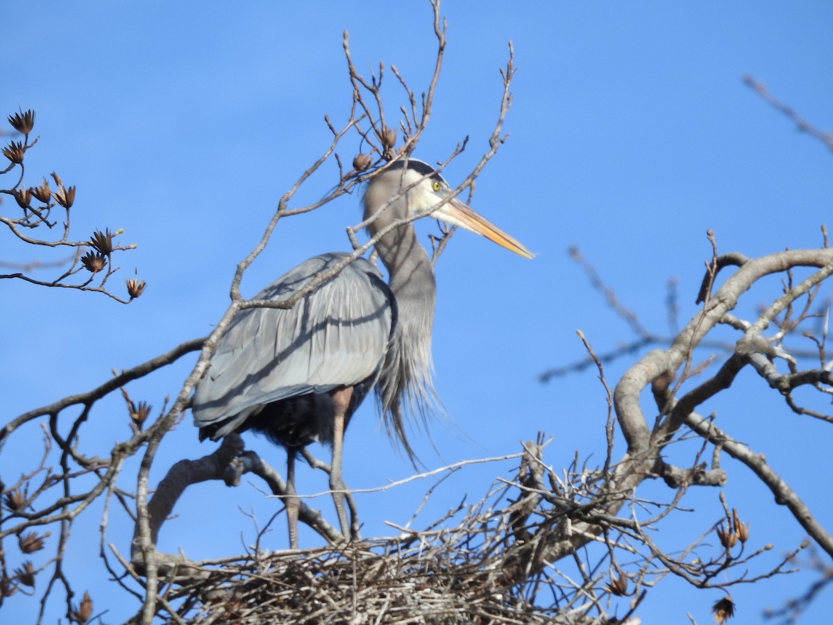 Большая голубая цапля - ML647623022