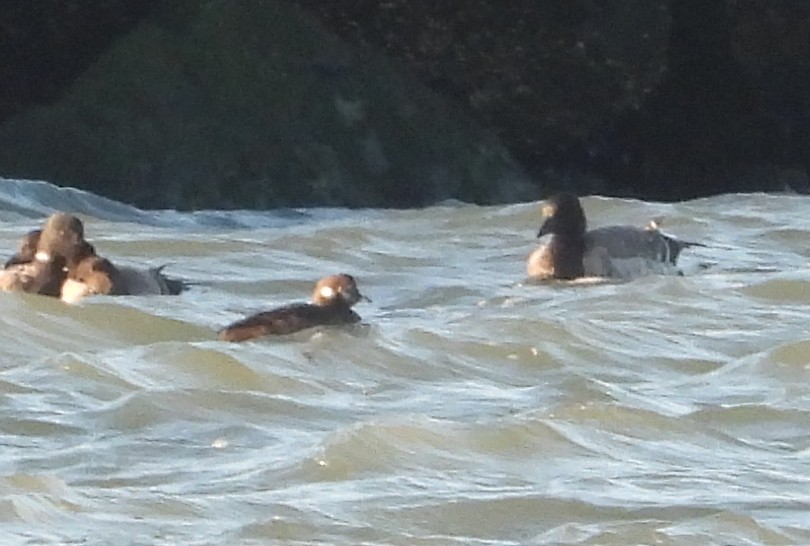 Palyaço Ördeği - ML647623026