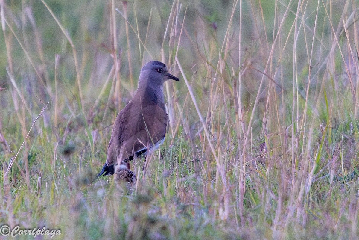 Чернокрылый чибис - ML647623027