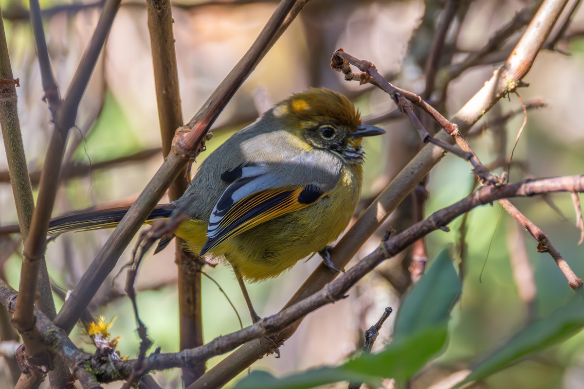 Рыжекрылый шива - ML647623028